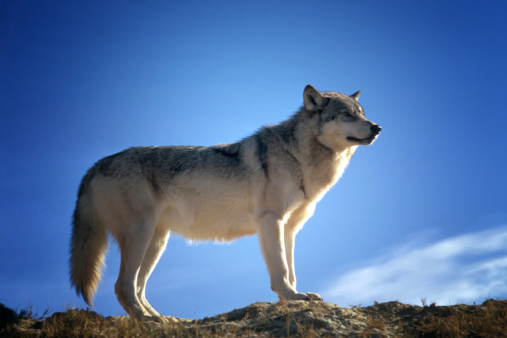 Flot ulv med blå himmel i baggrunden. 