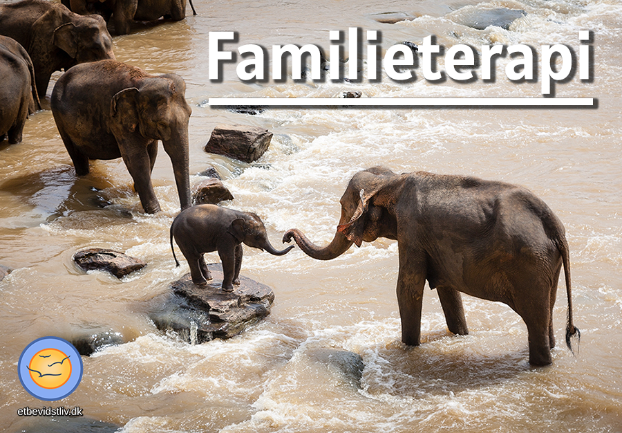 Elefantfamilie, der hjælper hinanden. Familieterapi hos Et Bevidst Liv i København NV. 